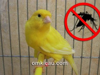 Tips pencegahan dan mengatasi gigitan nyamuk pada kenari