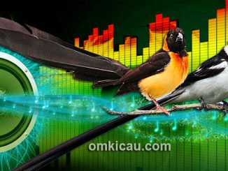 Audio masteran pin-tailed dan paradise whydah