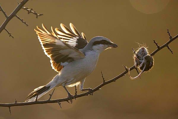 Kebiasaan unik burung cendet menancapkan mangsanya pada sebatang duri