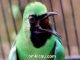 Burung cucak hijau
