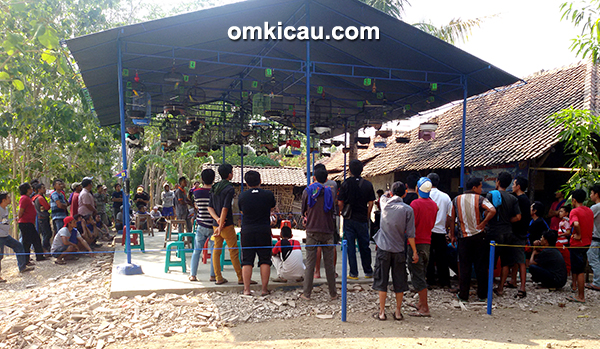 Suasana kelas lovebird