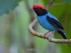 Blue manakin Foto: Dubi Shapiro, ibc.lynxeds.com