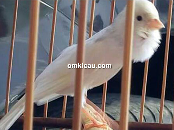 27++ Gambar burung kenari lokal terupdate