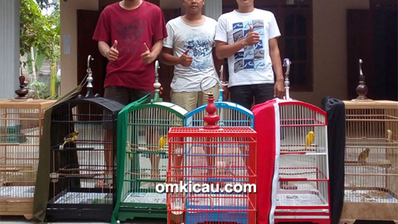 mp3 kenari isian ciblek mp3 kenari isian ciblek