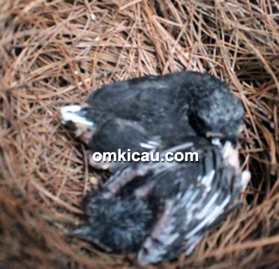 Breeding murai batu Ony BF Jakarta