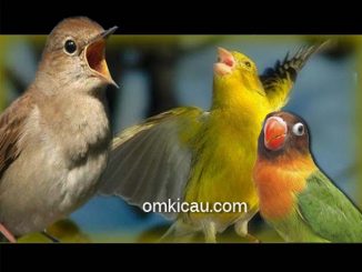 Suara masteran kombinasi burung nightingale, kenari dan lovebird