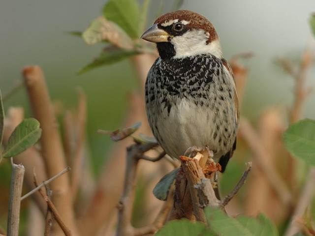 Spanish sparrow