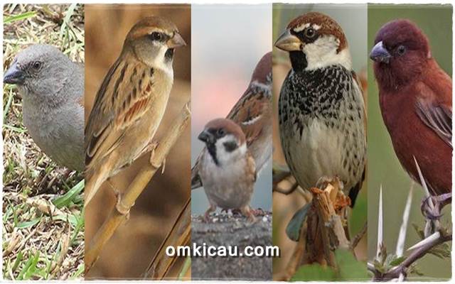 Lima jenis burung gereja dan suaranya untuk masteran