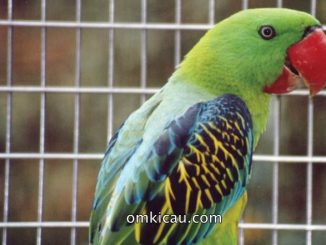 Betet-kelapa paruh besar (Great-billed parrot)