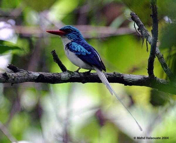 Cekakak-pita biak (Biak paradise kingfisher)