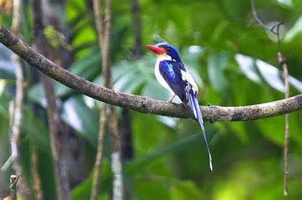 Cekakak-pita biasa atau Common paradise kingfisher