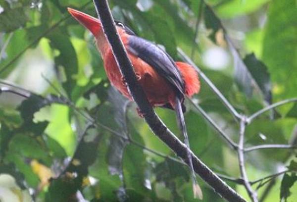 Cekakak-pita bidadari ( Fairy paradise kingfisher)