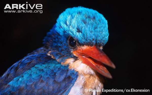 Cekakak-pita kofiau (Kofiau paradise kingfisher)
