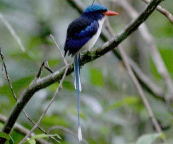 Cekakak-pita kecil atau Little paradise kingfisher
