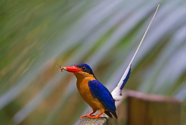 Cekakak-pita dada jingga (Buff-breasted paradise kingfisher)