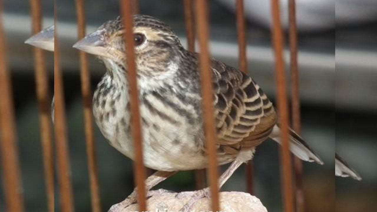 Alternatif Lain Mengatasi Burung Branjangan Yang Masih Macet Bunyi Om Kicau