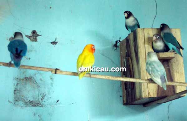Breeding lovebird Arif Sangkar Kicau