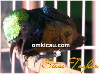 Kolibri ninja Steve Taylor