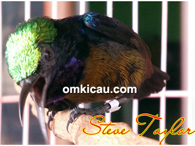 Kolibri ninja Steve Taylor