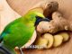 Tanaman jahe yang memiliki banyak manfaat untuk burung peliharaan