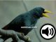 Jalak tunggir merah (Grosbeak starling) atau rio-rio