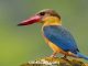 Burung pekaka emas atau Stork-billed kingfisher