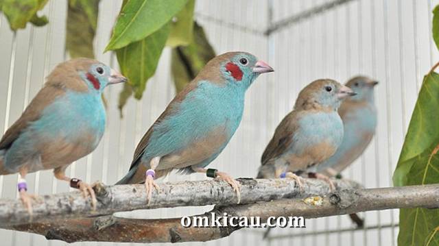 cordon blue finches
