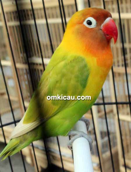 Lovebird Encun