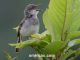 Gambar burung ciblek dada dabu India atau Grey-breasted prinia