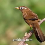 35++ Burung rambatan loreng betina m terbaru