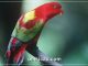Kasturi ternate burung endemik Maluku Utara