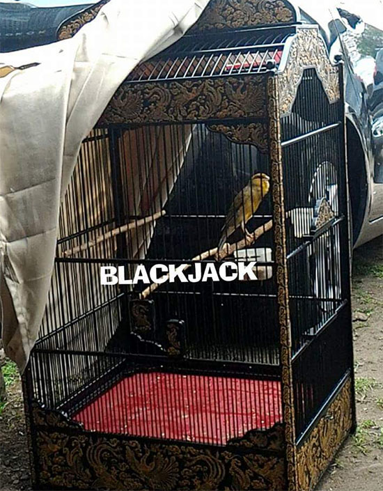 Kenari Blackjack