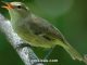 Burung seychelles warblers (Acrocephalus sechellensis)