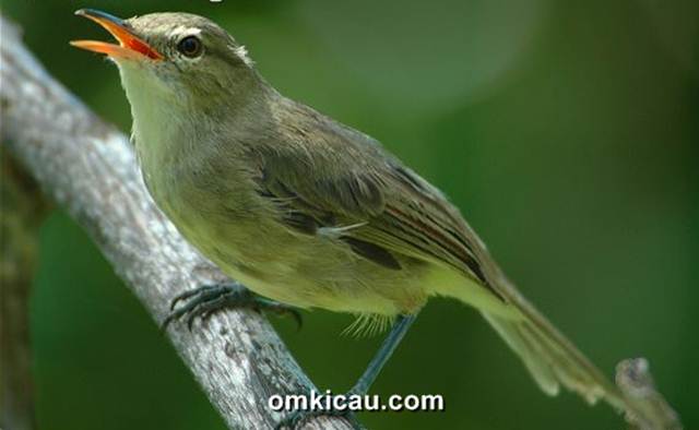 Burung seychelles warblers (Acrocephalus sechellensis)