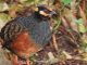 Puyuh-gonggong jawa, burung endemik pulau Jawa