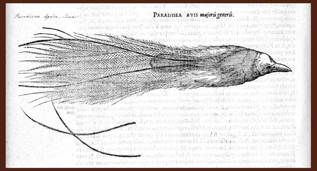 spesimen burung cenderawasih 1522