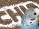 Biji chia / chia seed yang bermanfaat banyak untuk burung peliharaan
