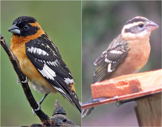 Black-headed grosbeak jantan (kiri) dan betina