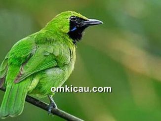 Tips mengatasi burung cucak hijau mini yang macet bunyi