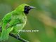 Tips mengatasi burung cucak hijau mini yang macet bunyi
