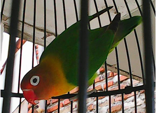 Lovebird Chivas Regal