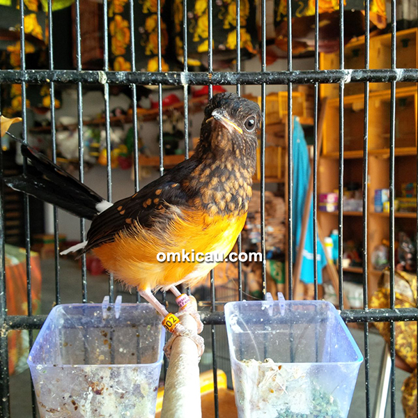 Leuser Bird Shop Pekanbaru