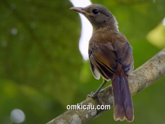 Burung pitohui yang kera disebut sebagai cucak rotan atau cucak rawa papua karena suaranya lantang dan bervariasi