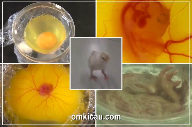 Eksperimen telur yang menetas di luar cangkang