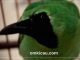 Burung cucak hijau yang rentan alami over birahi (OB)