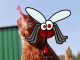 Penelitian terbaru mengungkap bahwa ayam bisa mencegah gigitan nyamuk pembawa malaria