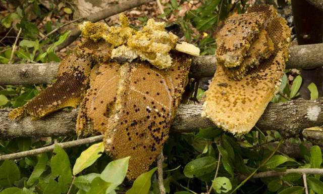 Sisa sarang yang ditinggalkan para pencari madu ini berisi telur, larva, dan kepompong lebah yang menjadi makanan burung honeyguide