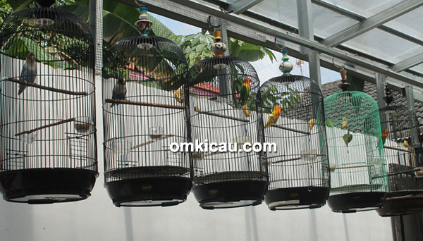 Breeding lovebird BBF Bogor