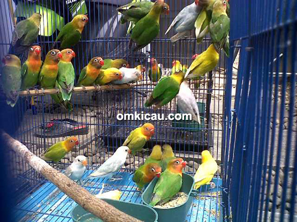 Breeding lovebird BBF Bogor