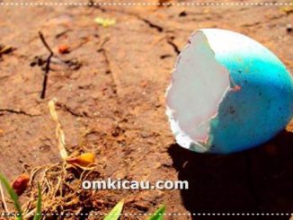 Tips dan trik mencegah burung indukan membuang telur